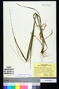 Chasmanthium sessiliflorum image