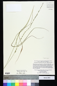 Chasmanthium sessiliflorum image