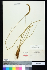 Ctenium aromaticum image