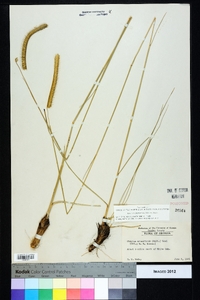 Ctenium aromaticum image