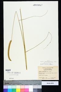 Ctenium aromaticum image