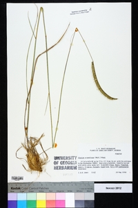 Ctenium aromaticum image