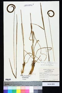 Ctenium aromaticum image