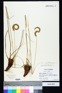 Ctenium aromaticum image