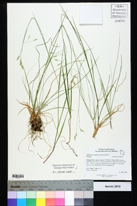 Danthonia compressa image