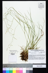 Danthonia compressa image