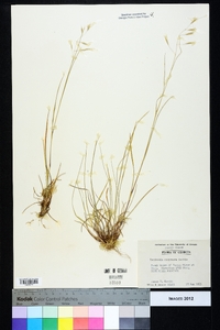 Danthonia compressa image