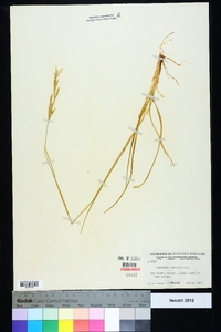 Danthonia sericea image