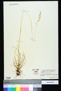 Danthonia sericea image