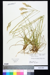 Danthonia sericea image