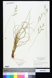 Danthonia sericea image