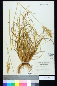 Danthonia sericea image