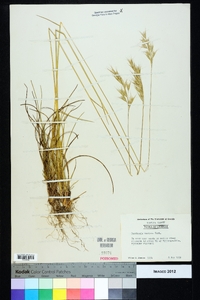 Danthonia sericea image