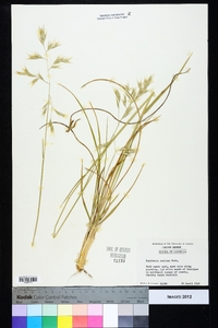 Danthonia sericea image