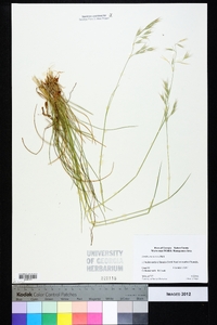 Danthonia sericea image