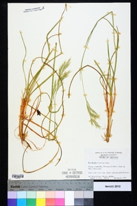 Danthonia sericea image