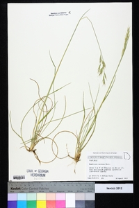 Danthonia sericea image