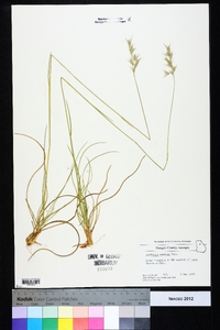 Danthonia sericea image
