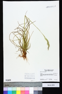 Danthonia sericea image