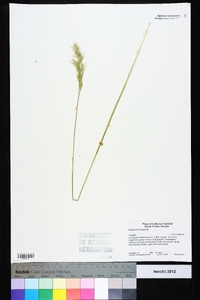 Danthonia sericea image