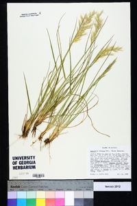 Danthonia sericea image