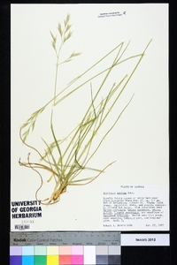 Danthonia sericea image