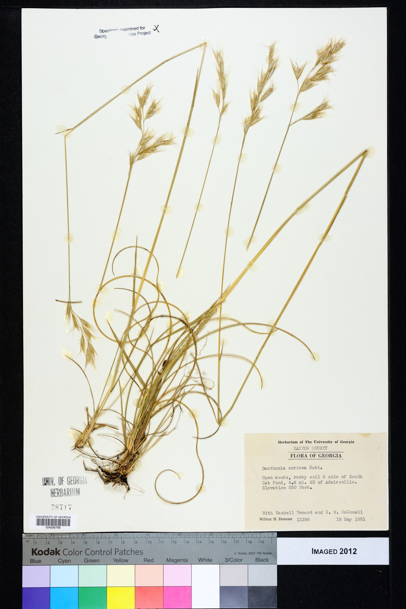Danthonia sericea image