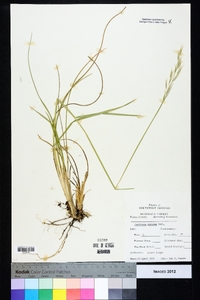 Danthonia sericea image