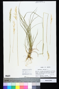 Danthonia sericea image