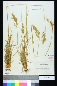 Danthonia sericea image