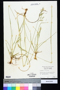 Danthonia sericea image