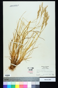 Danthonia sericea image