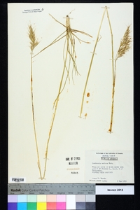 Danthonia sericea image