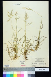 Danthonia sericea image