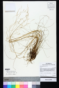 Deschampsia flexuosa image