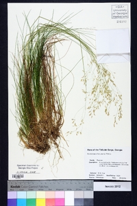 Deschampsia flexuosa image