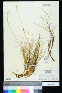 Deschampsia flexuosa image