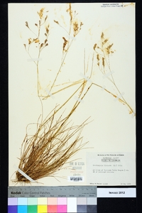 Deschampsia flexuosa image