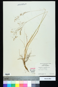 Deschampsia flexuosa image