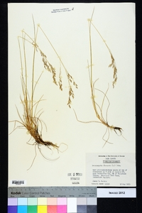 Deschampsia flexuosa image