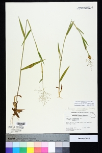 Dichanthelium acuminatum subsp. acuminatum image