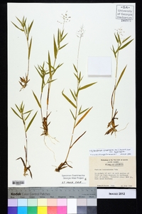 Dichanthelium acuminatum subsp. acuminatum image