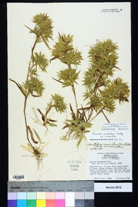 Dichanthelium acuminatum subsp. acuminatum image