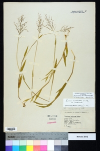 Dichanthelium acuminatum subsp. acuminatum image