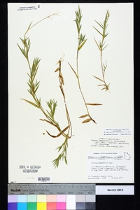 Dichanthelium acuminatum subsp. acuminatum image