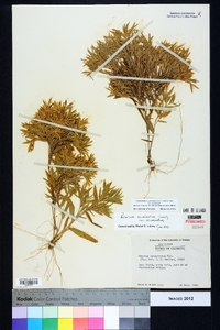 Dichanthelium acuminatum subsp. acuminatum image