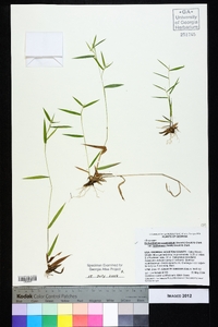 Dichanthelium acuminatum subsp. lindheimeri image