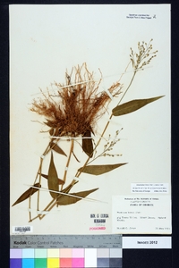 Dichanthelium boscii image