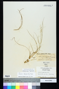 Dichanthelium depauperatum image