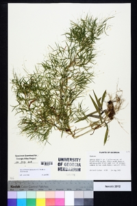 Dichanthelium dichotomum var. dichotomum image